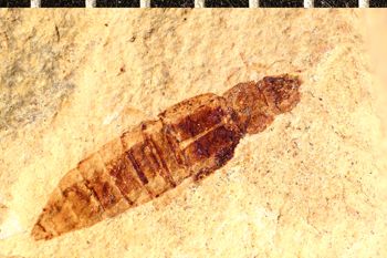 Media type: image;   Entomology PALE-1584